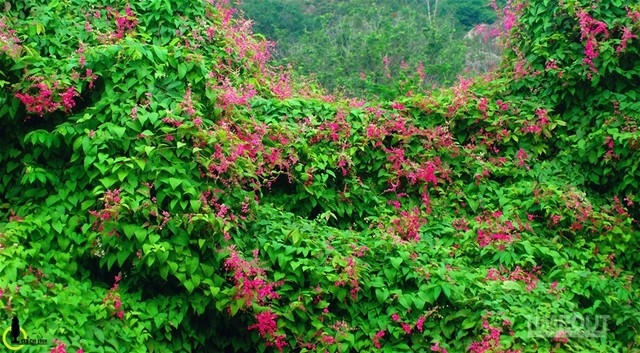 Rực hồng mùa tigon núi Sam ảnh 5