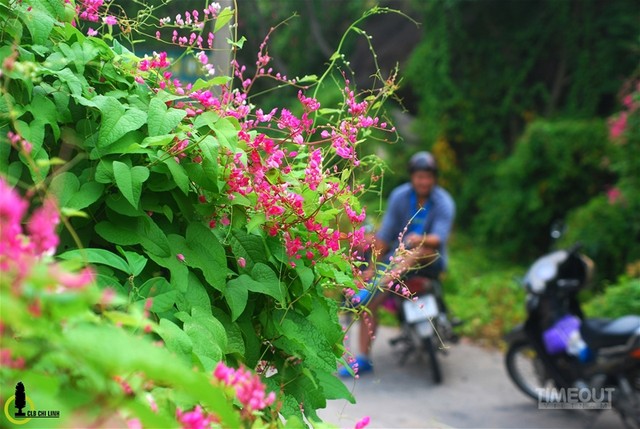 Rực hồng mùa tigon núi Sam ảnh 7