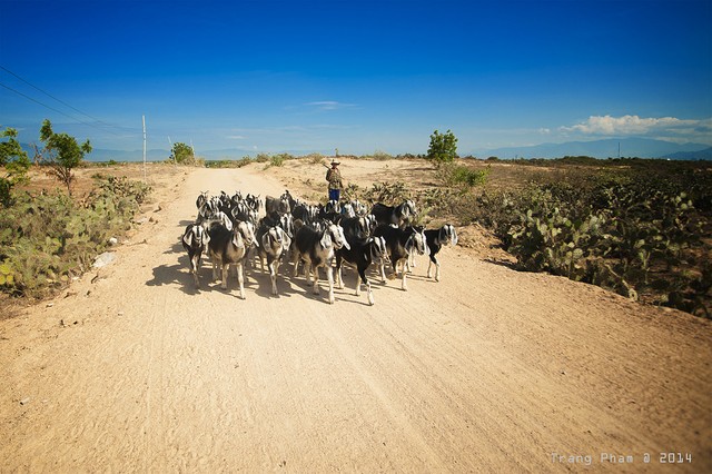 Du lịch du mục ở Ninh Thuận ảnh 1