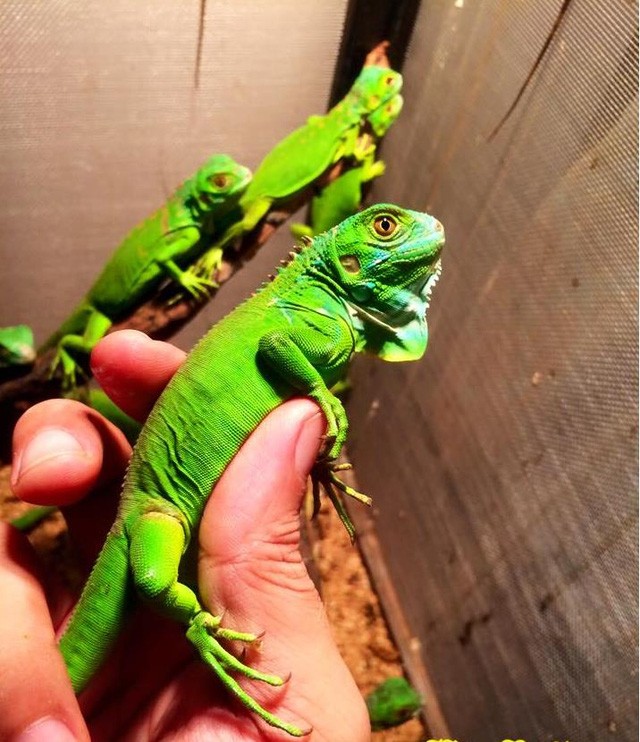 Giới trẻ bỏ tiền triệu thi nhau nuôi thằn lằn ảnh 2