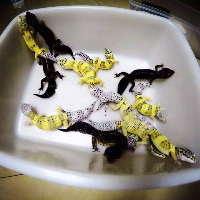 Giới trẻ bỏ tiền triệu thi nhau nuôi thằn lằn ảnh 4