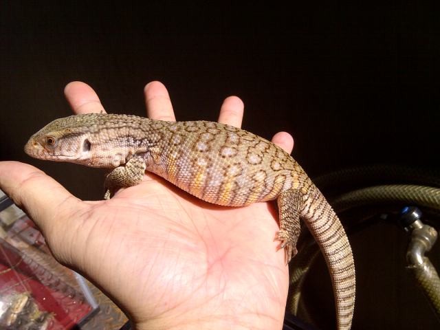 Giới trẻ bỏ tiền triệu thi nhau nuôi thằn lằn ảnh 1