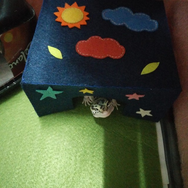 Giới trẻ bỏ tiền triệu thi nhau nuôi thằn lằn ảnh 3