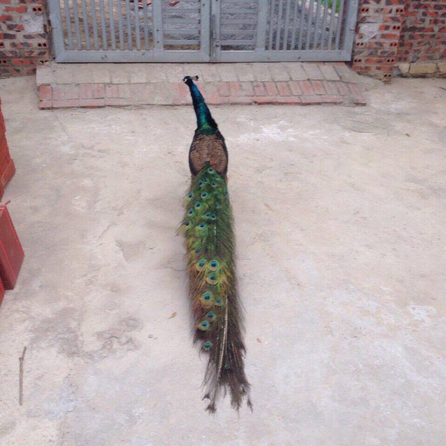 Đại gia chi hàng chục triệu lùng mua chim Công chơi Tết ảnh 1