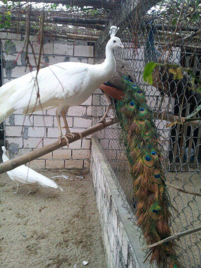 Đại gia chi hàng chục triệu lùng mua chim Công chơi Tết ảnh 4