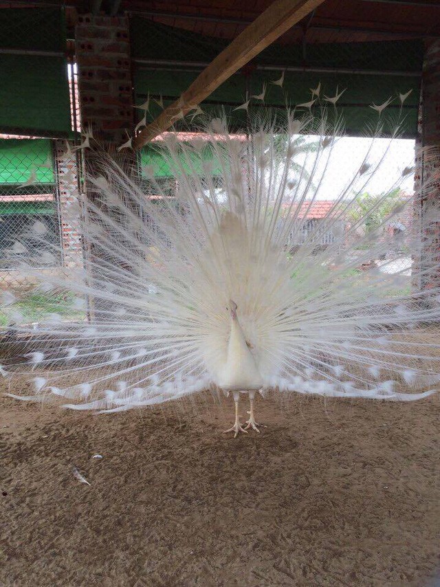 Đại gia chi hàng chục triệu lùng mua chim Công chơi Tết ảnh 3