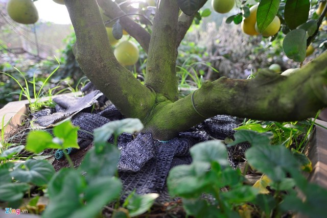 Cây bưởi 200 quả, giá 40 triệu đồng ở Hà Nội ảnh 4