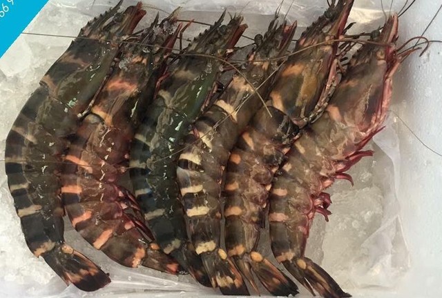 Tôm sú cụ đỏ au, đen thẫm: Mỗi bữa chỉ dám ăn 1 con ảnh 2