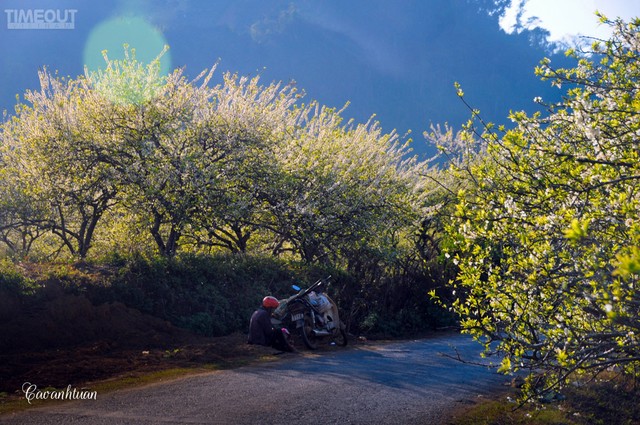 '"Hoa tuyết" Mộc Châu ảnh 1