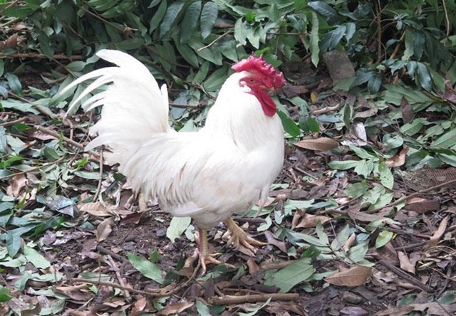 Gà 'huyền thoại' 50 triệu một con, đại gia lùng mua cúng Tết ảnh 1