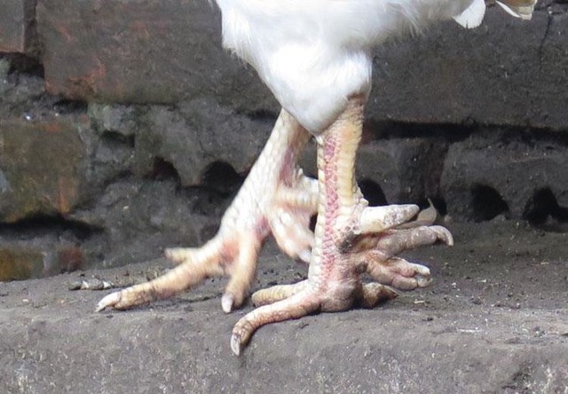 Gà 'huyền thoại' 50 triệu một con, đại gia lùng mua cúng Tết ảnh 2