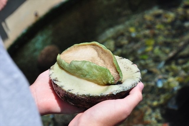 Bào ngư Úc 9 triệu đồng/kg: Nhà giàu Việt dưỡng sức chơi Tết ảnh 2