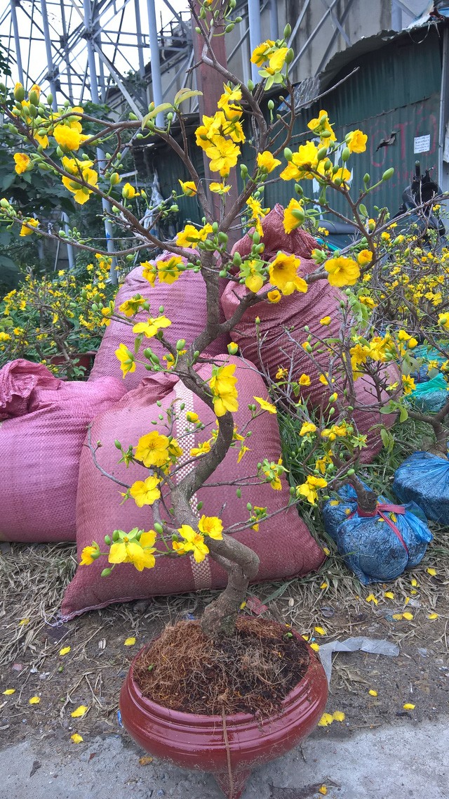 Mai vàng tấp nập ra Bắc “ăn Tết” sớm ảnh 2