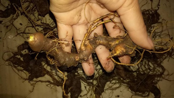 Chi hàng chục triệu đồng săn thần dược sâm Ngọc Linh, nhiều người ngậm đắng ảnh 1