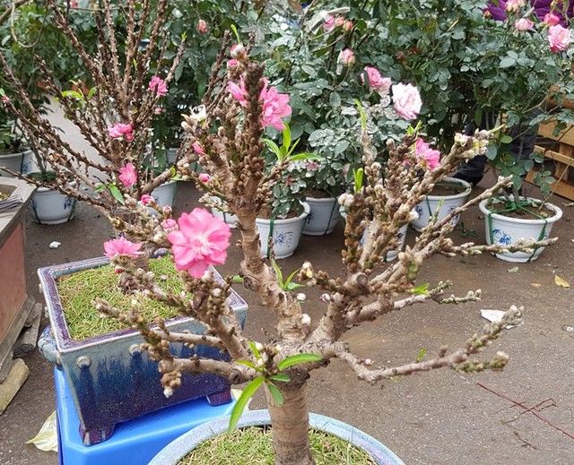 Chán đào khủng, dân Hà Nội tìm mua đào 2 gang tay ảnh 2