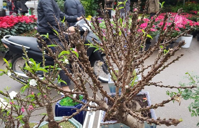 Chán đào khủng, dân Hà Nội tìm mua đào 2 gang tay ảnh 5