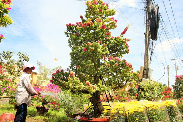 Làng hoa Cái Mơn nhộn nhịp ảnh 1