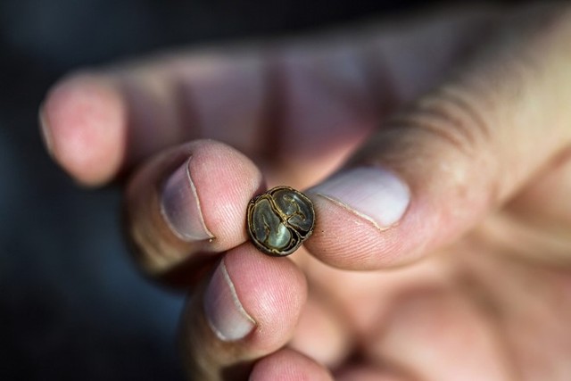 Toàn cảnh thu hoạch cà phê đắt nhất thế giới từ phân voi ảnh 10