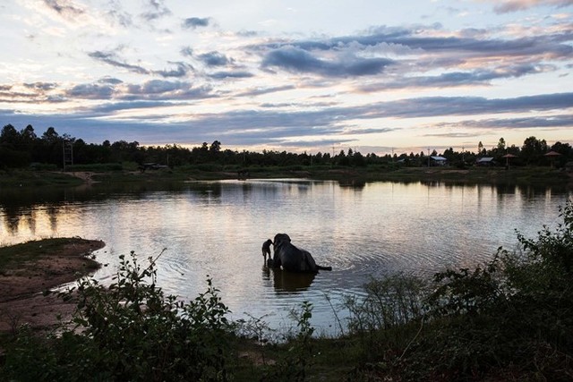 Toàn cảnh thu hoạch cà phê đắt nhất thế giới từ phân voi ảnh 2