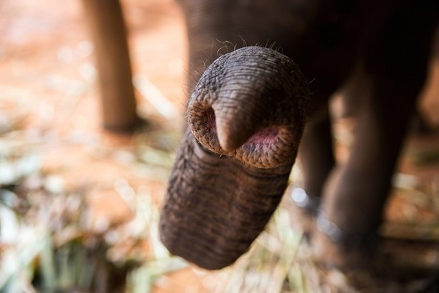 Toàn cảnh thu hoạch cà phê đắt nhất thế giới từ phân voi ảnh 4