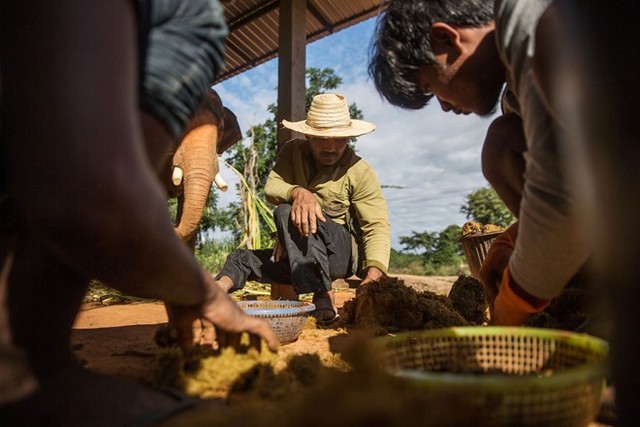 Toàn cảnh thu hoạch cà phê đắt nhất thế giới từ phân voi ảnh 6