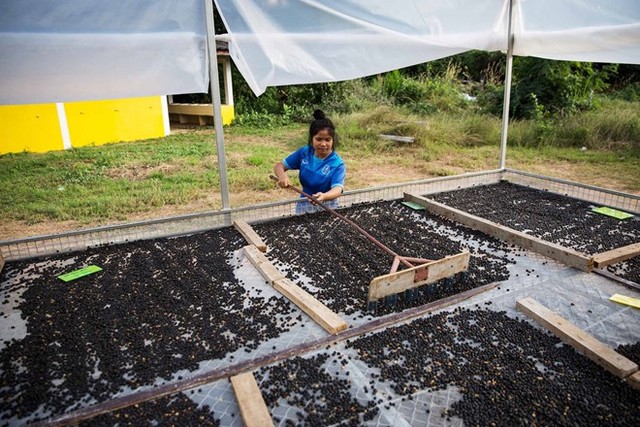 Toàn cảnh thu hoạch cà phê đắt nhất thế giới từ phân voi ảnh 9