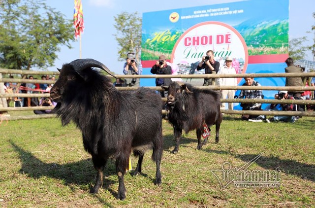 Độc đáo hội chọi dê, thắng thua không vào lò mổ ở Hà Nội ảnh 10