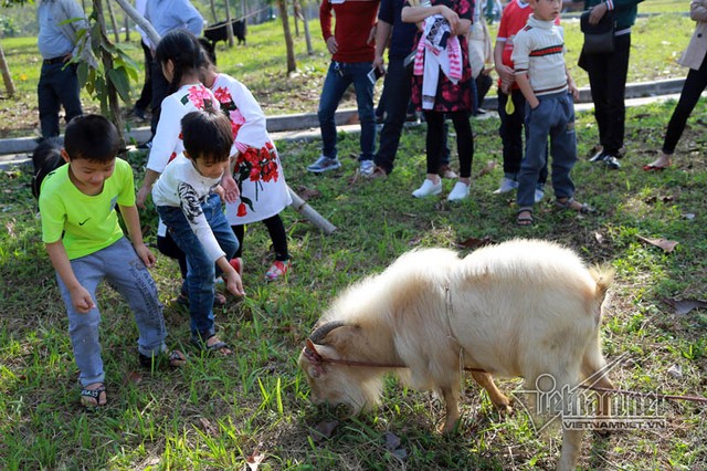 Độc đáo hội chọi dê, thắng thua không vào lò mổ ở Hà Nội ảnh 2