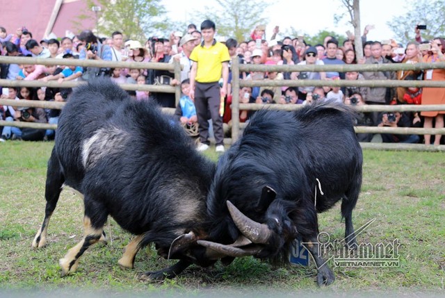 Độc đáo hội chọi dê, thắng thua không vào lò mổ ở Hà Nội ảnh 6
