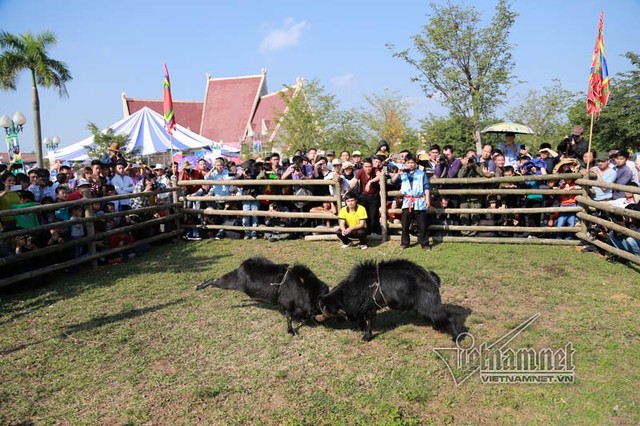 Độc đáo hội chọi dê, thắng thua không vào lò mổ ở Hà Nội ảnh 9