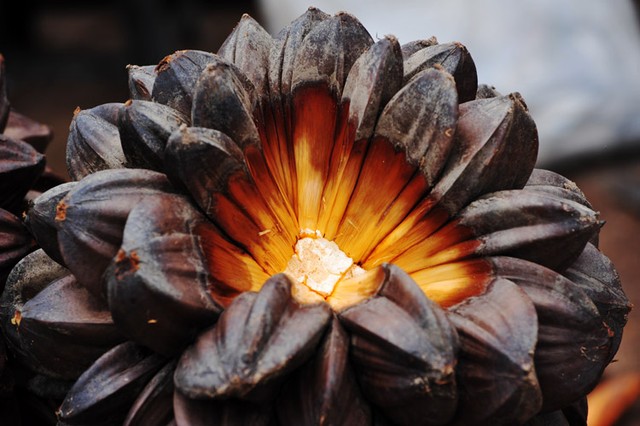 Lạ lùng trái dừa nước miền Tây ảnh 3