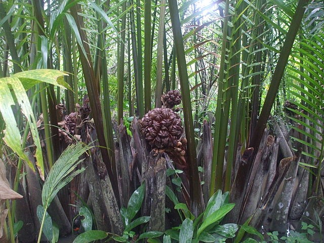 Lạ lùng trái dừa nước miền Tây ảnh 4