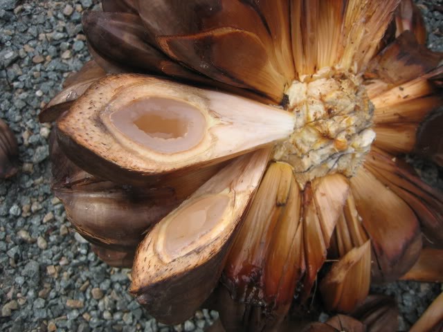 Lạ lùng trái dừa nước miền Tây ảnh 5