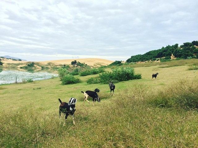 Khám phá thảo nguyên Mông Cổ ngay tại Việt Nam ảnh 6