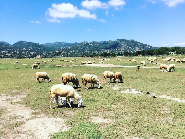 Khám phá thảo nguyên Mông Cổ ngay tại Việt Nam ảnh 7