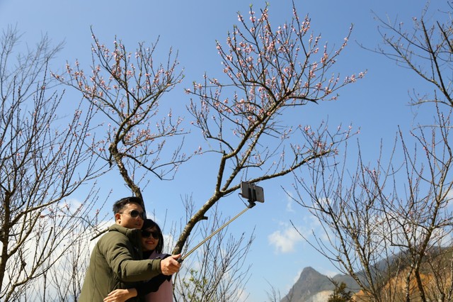 Đến “thành phố trên mây” ngắm muôn sắc đào đua nở ảnh 9