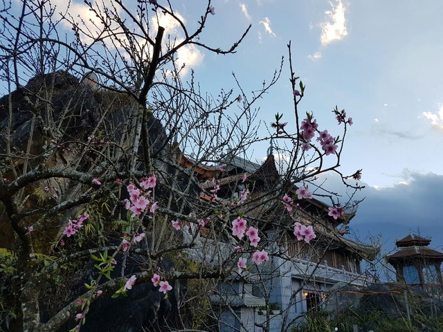 Đến “thành phố trên mây” ngắm muôn sắc đào đua nở ảnh 5