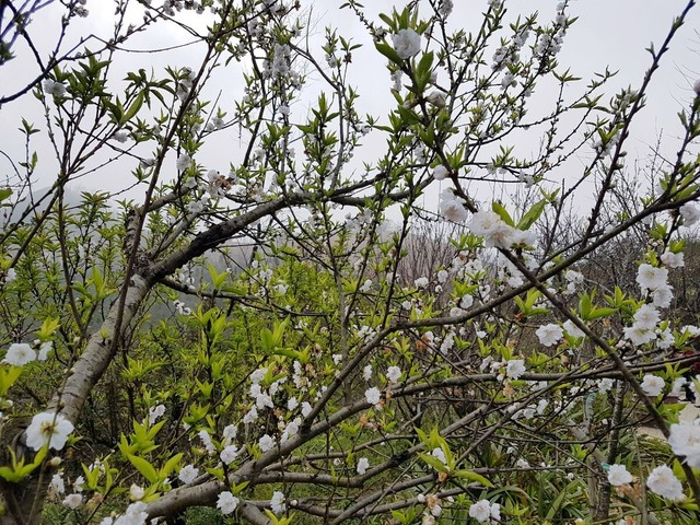 Đến “thành phố trên mây” ngắm muôn sắc đào đua nở ảnh 1