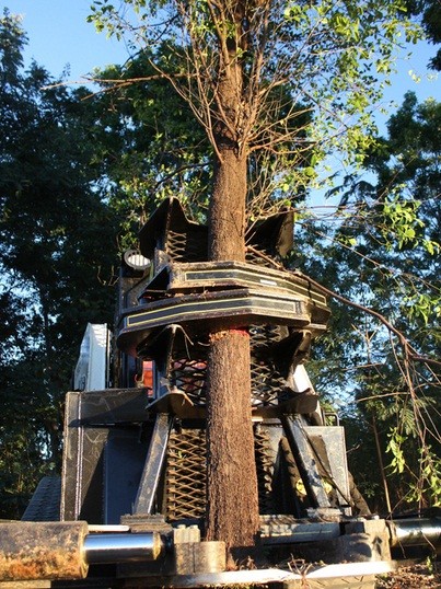 Nơi 'tiền mọc trên cây' ở Australia ảnh 2