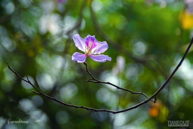Biêng biếc chuyện tình hoa ban tím ảnh 10