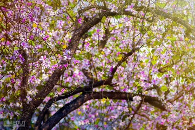 Biêng biếc chuyện tình hoa ban tím ảnh 4