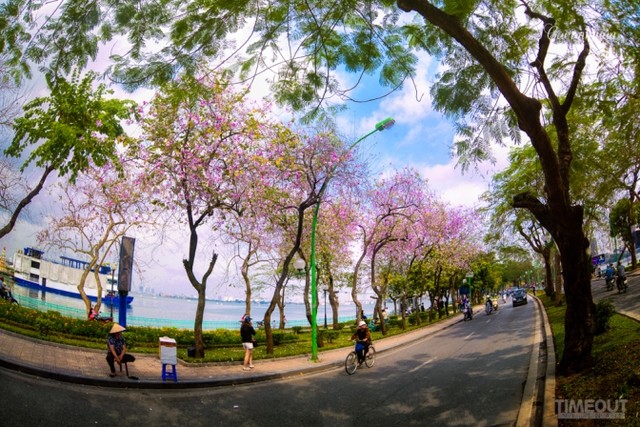 Biêng biếc chuyện tình hoa ban tím ảnh 5