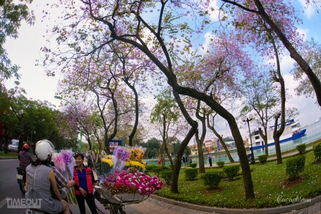 Biêng biếc chuyện tình hoa ban tím ảnh 6