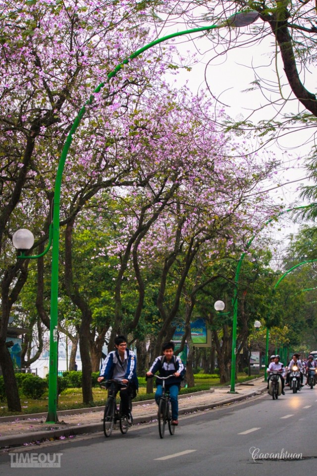 Biêng biếc chuyện tình hoa ban tím ảnh 7