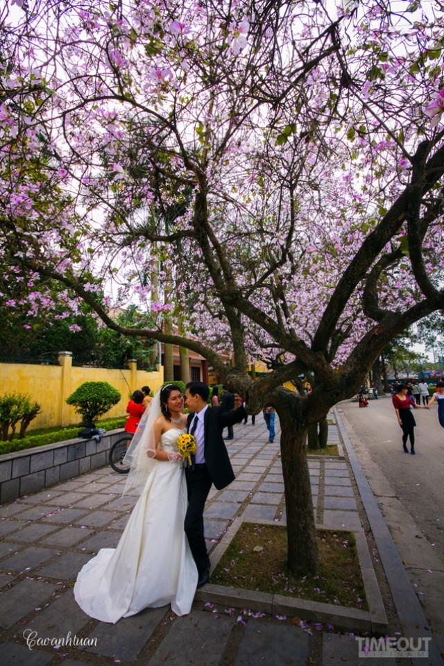 Biêng biếc chuyện tình hoa ban tím ảnh 8