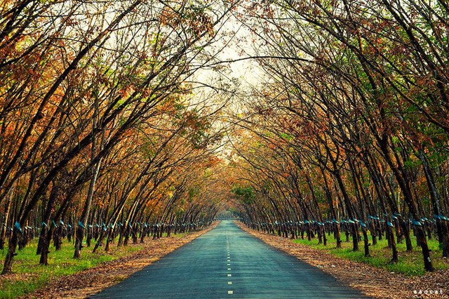 Đẹp ngỡ ngàng Tây Nguyên mùa lá rụng ảnh 1