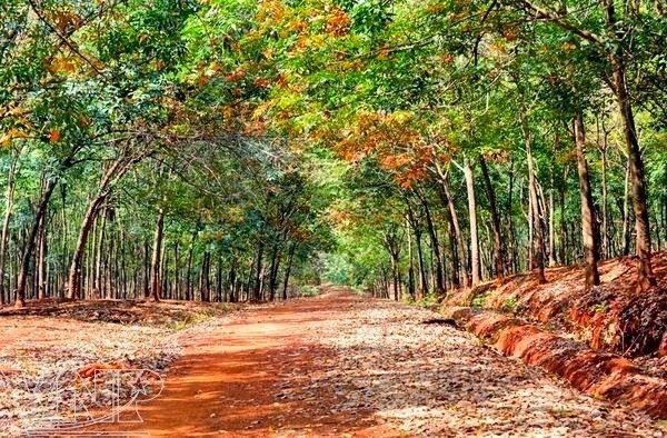 Đẹp ngỡ ngàng Tây Nguyên mùa lá rụng ảnh 5