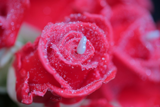 Ngày 8/3: Hoa hồng phủ chocolate Hà Lan giá “chát” vẫn “cháy hàng“ ảnh 5