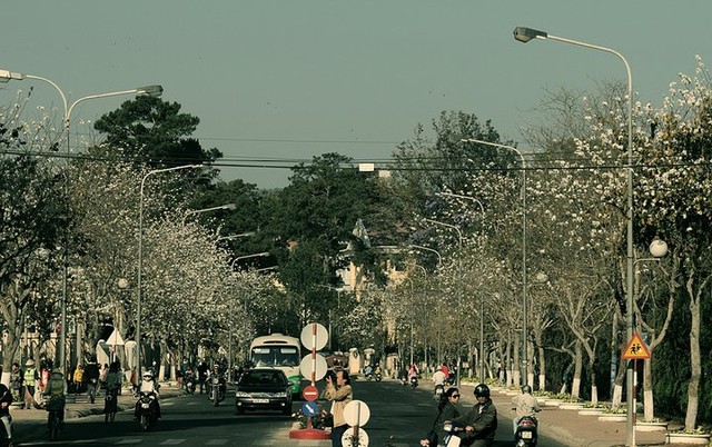 Những 'mùa hoa' ban trắng đẹp nhất Việt Nam ảnh 4