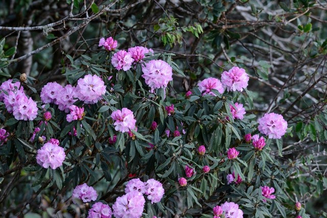 Tháng Tư rực rỡ với Lễ hội hoa đỗ quyên tại Fansipan Legend ảnh 8